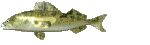 gif of a swimming fish
